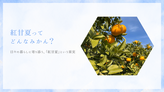 紅甘夏ってどんなみかん?