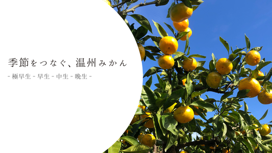 季節をつなぐ、温州みかん