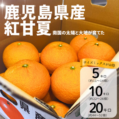 畦屋の紅甘夏