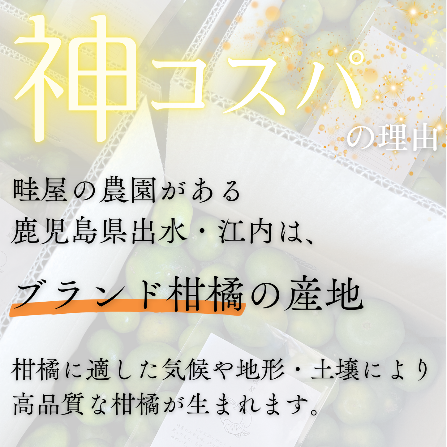 温州みかん【11月上旬～】