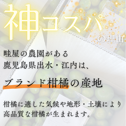 温州みかん【11月上旬～】