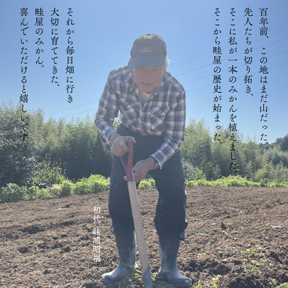 畦屋の紅甘夏