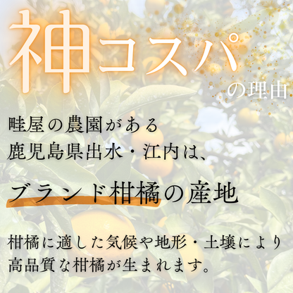 不知火-しらぬい‐（デコポン）