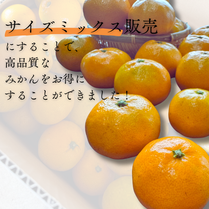 温州みかん【11月上旬～】