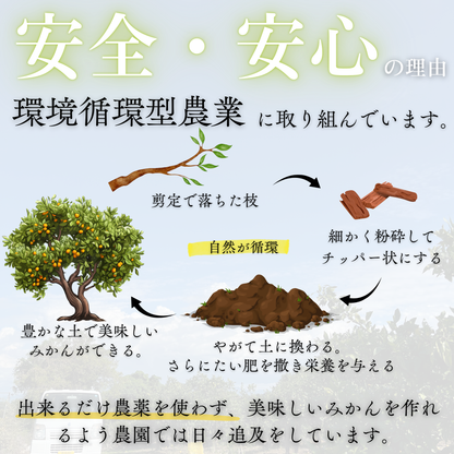 不知火-しらぬい‐（デコポン）