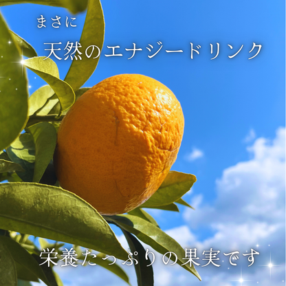 畦屋の紅甘夏