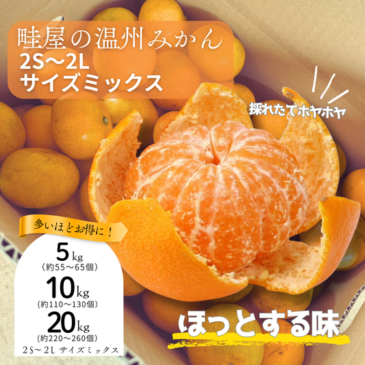 温州みかん【11月上旬～】