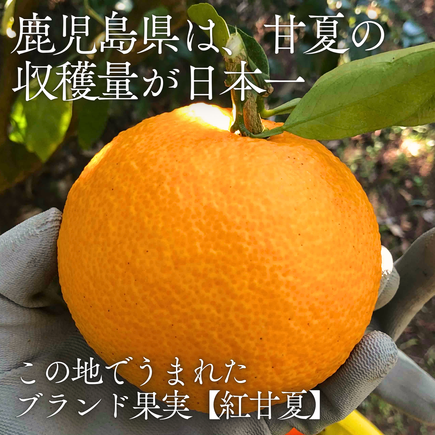 畦屋の紅甘夏