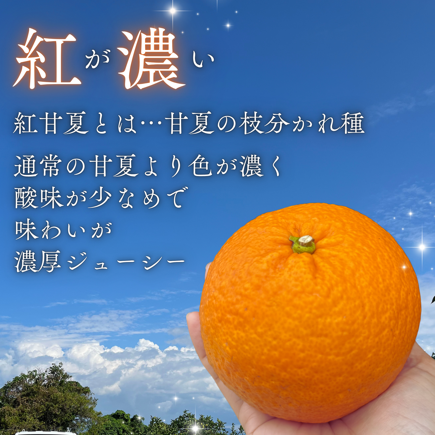 畦屋の紅甘夏