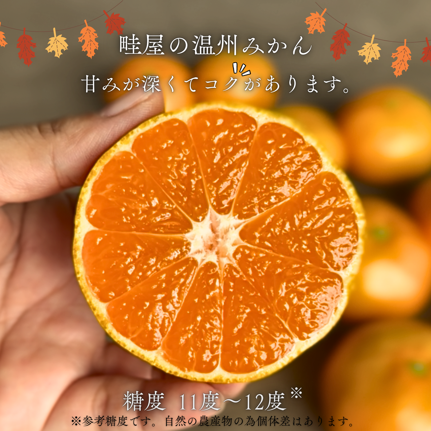 温州みかん【11月上旬～】