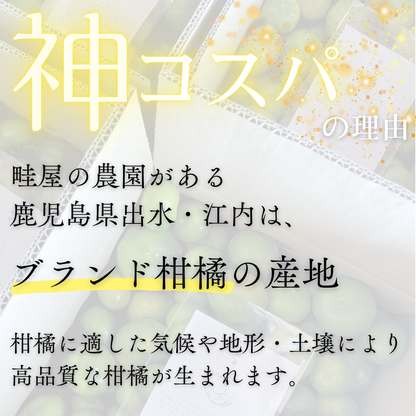 温州みかん【11月上旬～】