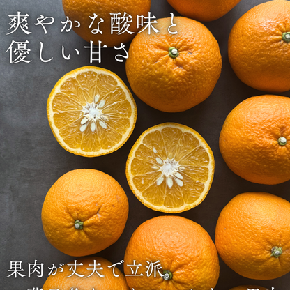 畦屋の紅甘夏