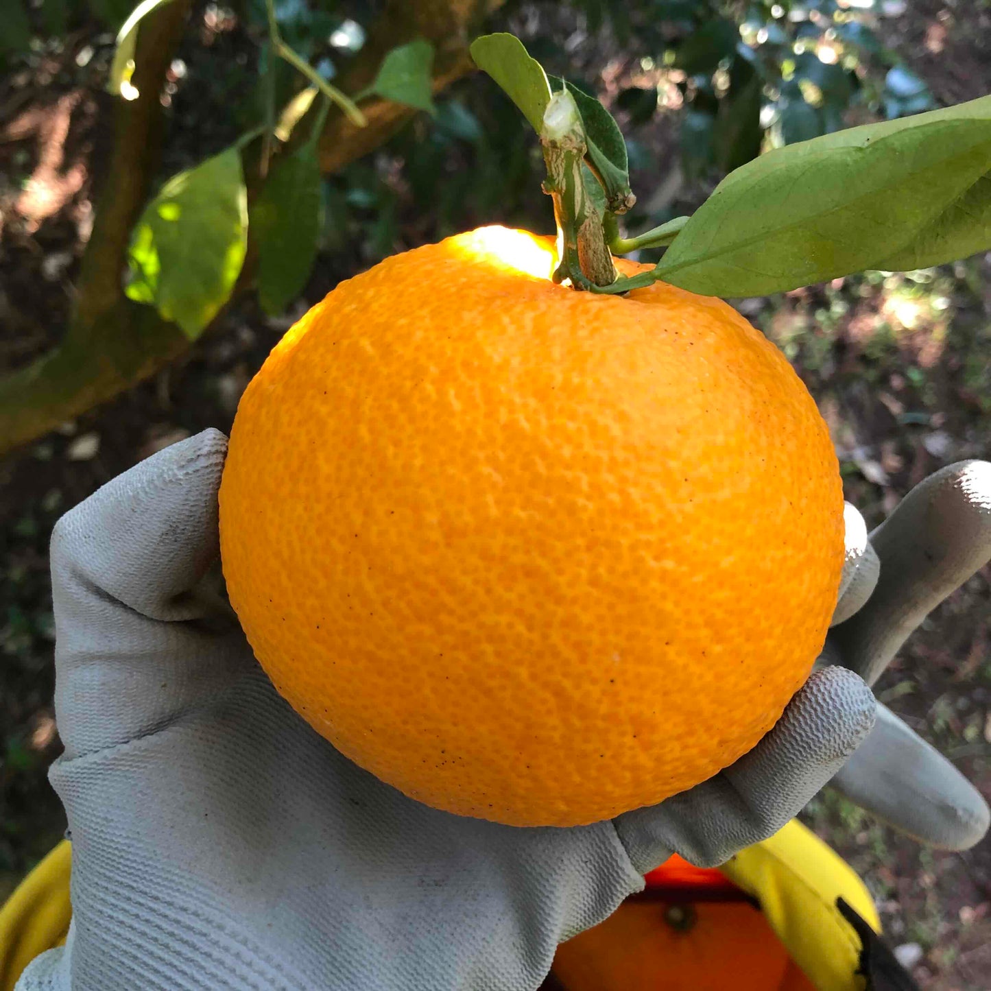 畦屋の紅甘夏