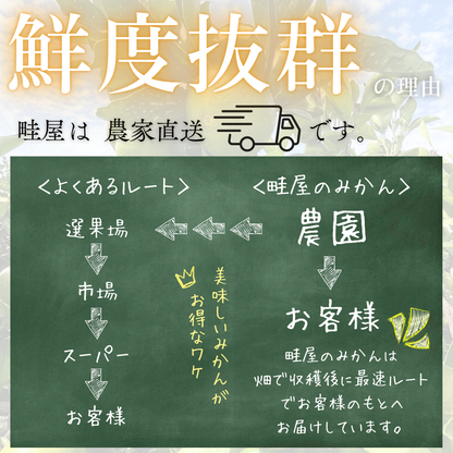 温州みかん【11月上旬～】