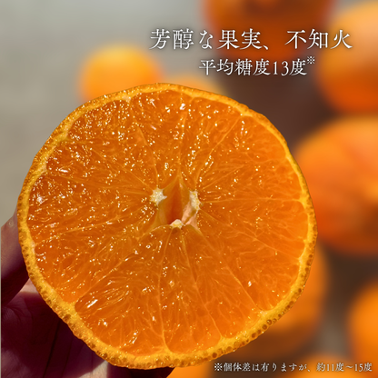 不知火-しらぬい‐（デコポン）