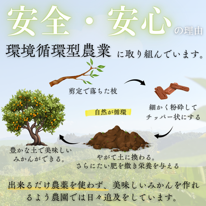 温州みかん【11月上旬～】