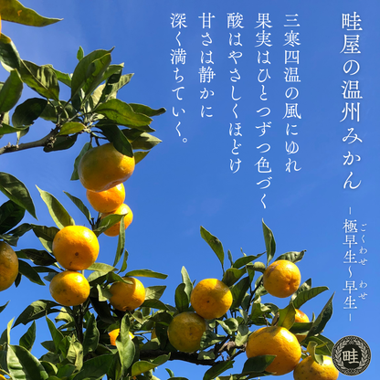 温州みかん【11月上旬～】