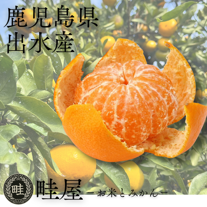 温州みかん【11月上旬～】