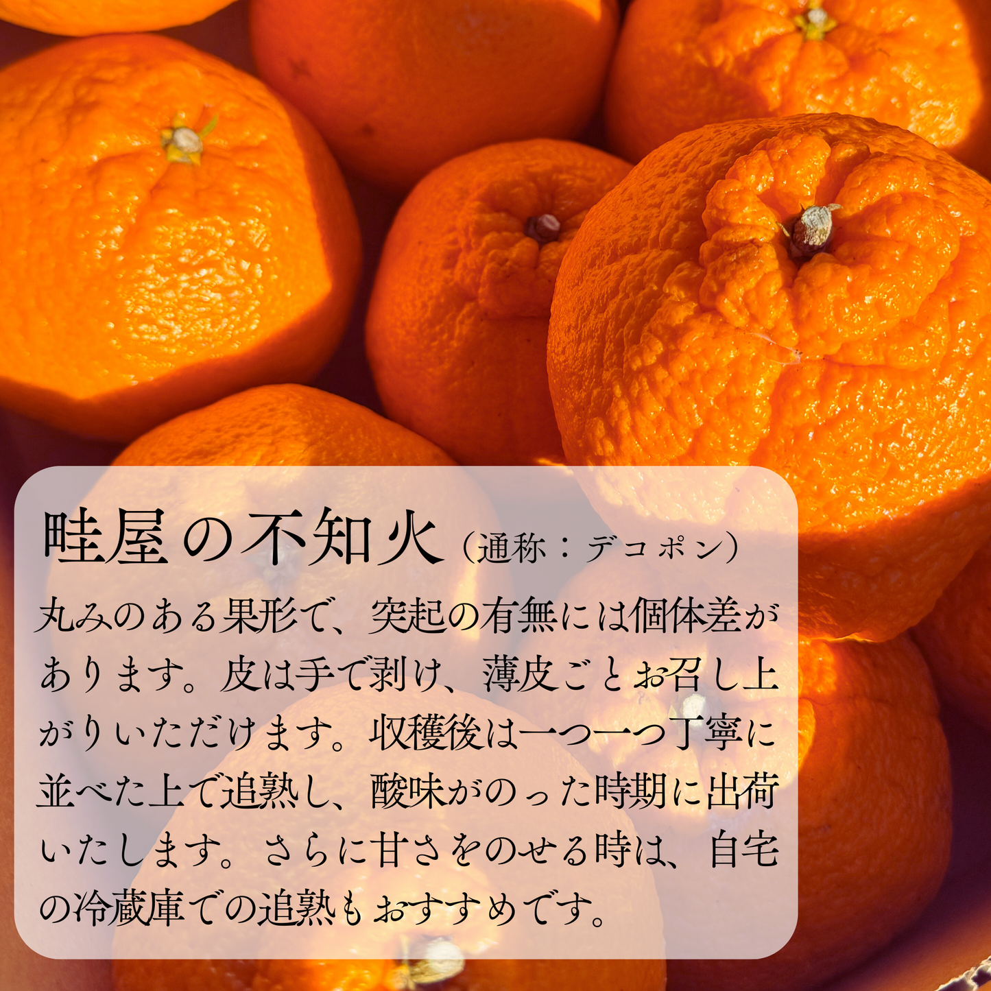 不知火-しらぬい‐（デコポン）