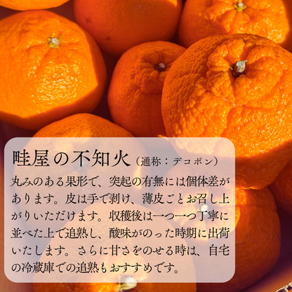 不知火-しらぬい‐（デコポン）