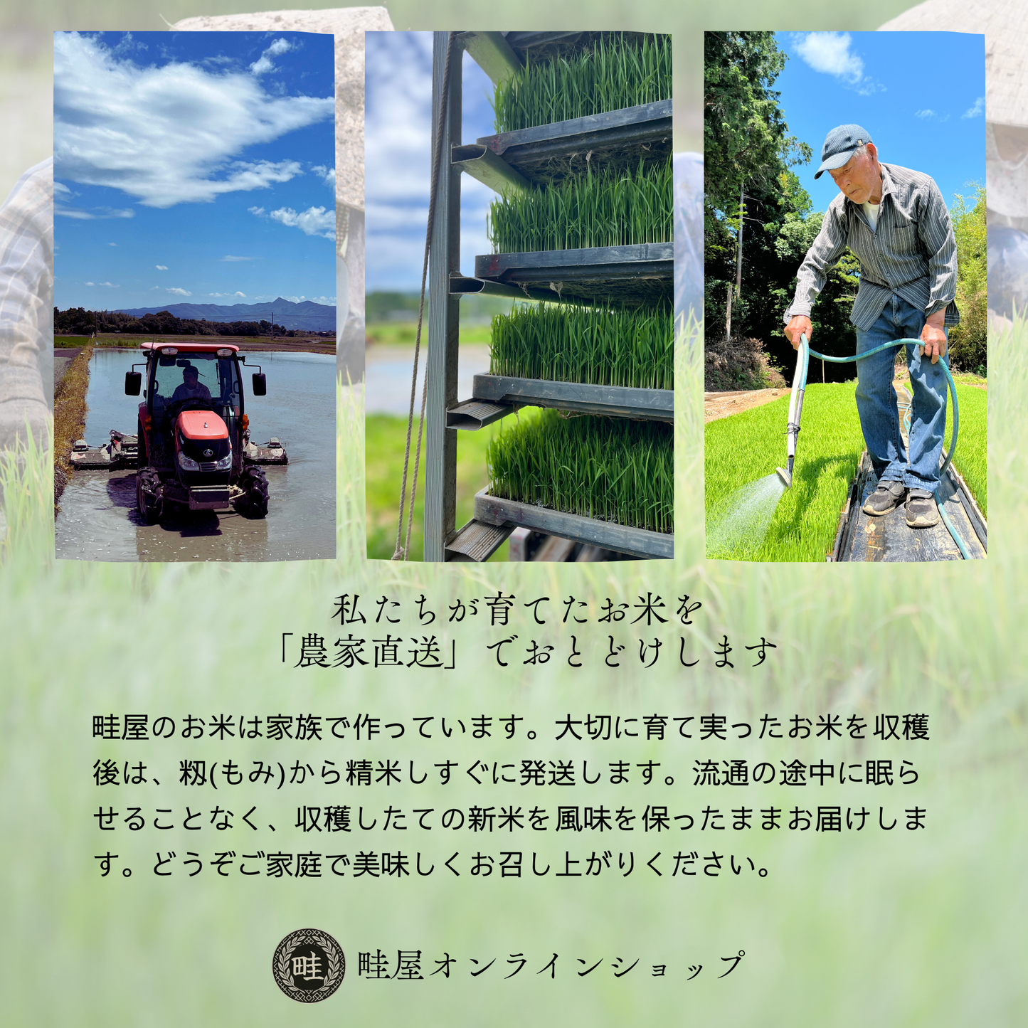 【新米限定_予約販売】【農家直送】鹿児島産「あきほなみ」20kg