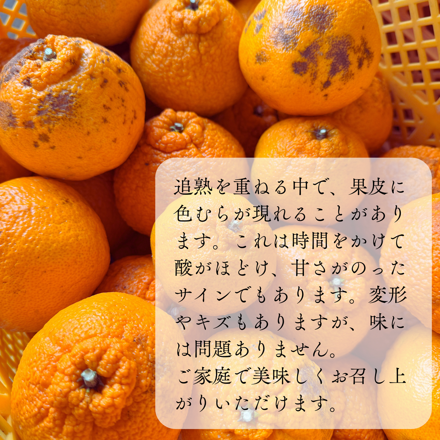 不知火-しらぬい‐（デコポン）