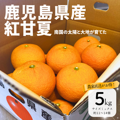 畦屋の紅甘夏