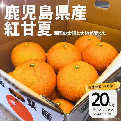 畦屋の紅甘夏
