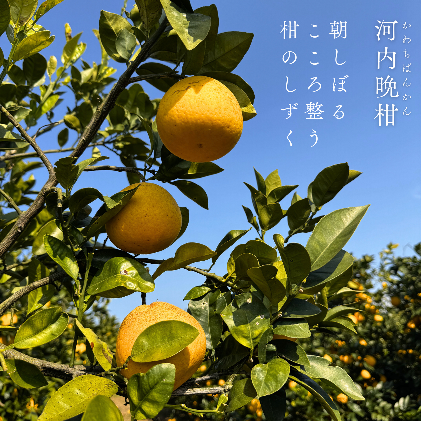 河内晩柑  ‐かわちばんかん‐