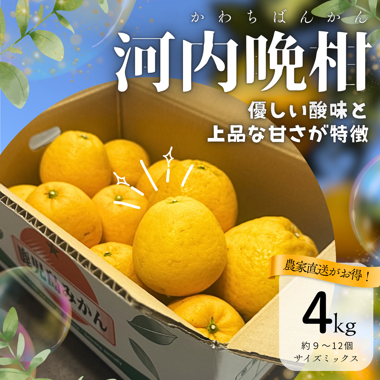 河内晩柑  ‐かわちばんかん‐