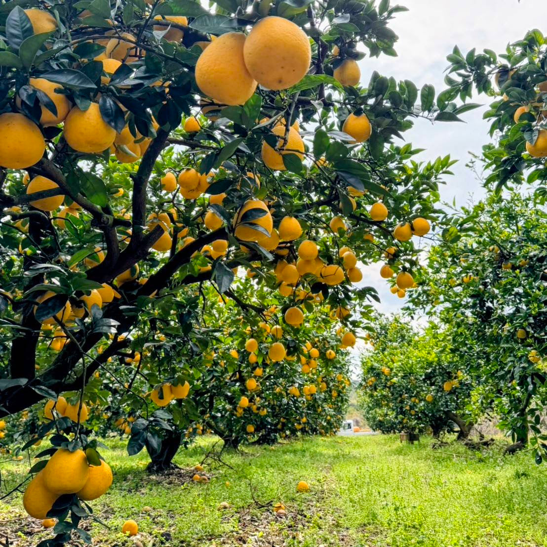 河内晩柑  ‐かわちばんかん‐