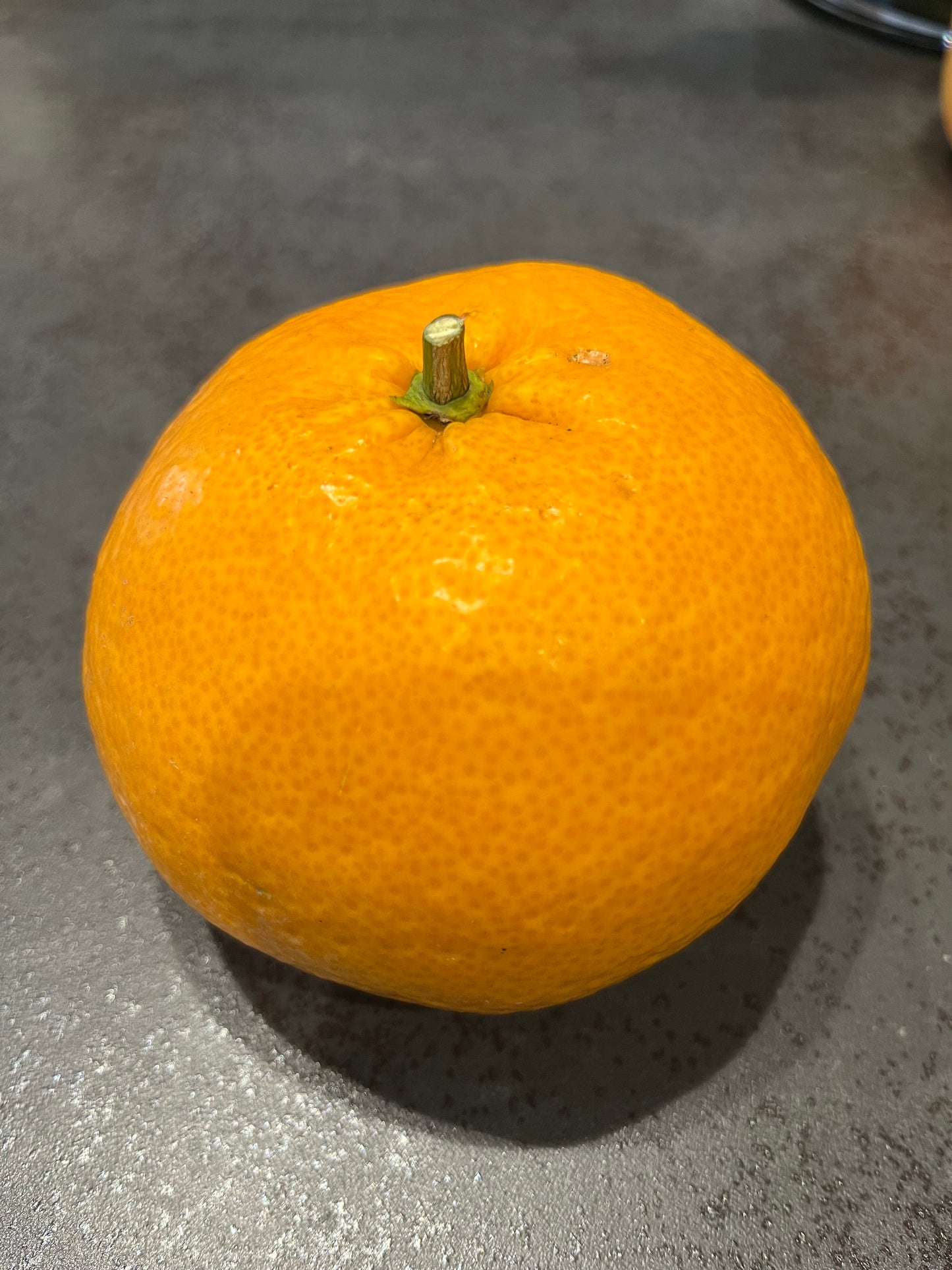畦屋の紅甘夏