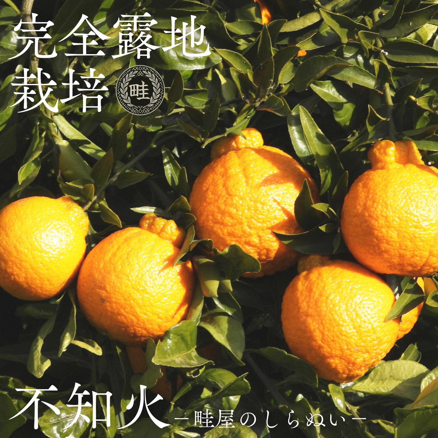 不知火-しらぬい‐（デコポン）